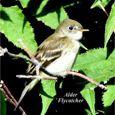 Alder Flycatcher